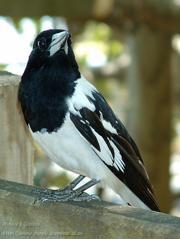 Butcher Bird ajg net au Butcher Bird ajg net au