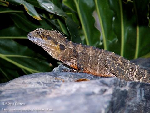 Taken at the Botanical Gardens, Gardens Point, Brisbane (Aust). This fellow was wary of me but obliged me with some brief posing. He is an <i>Eastern Water Dragon</i> or <i>Physignathus leseuerii</i>,