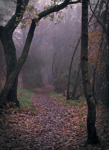 Photograph on a foggy day. Autumn leaves scattered on a dirt walking track, with trees leaning in overhead, and the fog obscuring the track into the distance