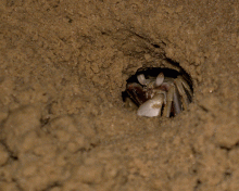 Animated crab in burrow - Byron Bay, NSW, Australia