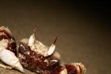 Crab on beach at Byron Bay, NSW, Australia closeup