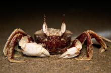Crab on beach at Byron Bay, NSW, Australia