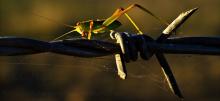 A grasshopper makes his way along a barbed wire fence at sunset.

Taken at Wacol, Brisbane Australia with a FujiFilm S7000, converted from RAW using UFRaw and processed using the Gimp.
<i>10/11/200